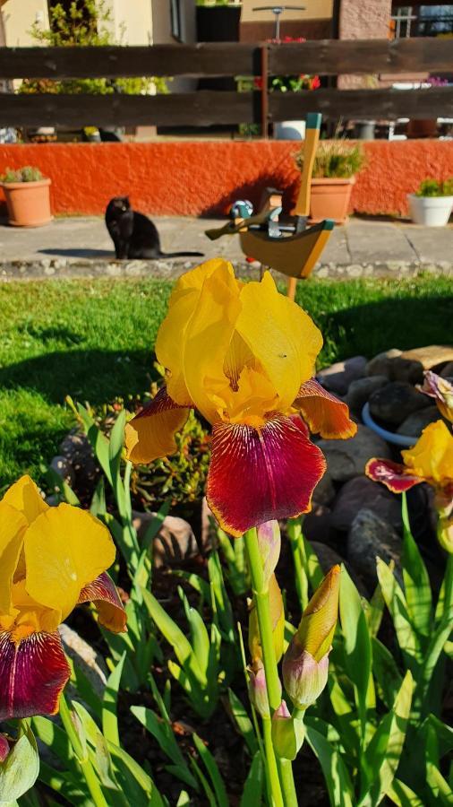 Ferienwohnung Saegemuehle Unterreichenbach Buitenkant foto